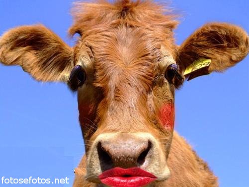 Featured image of post Imagens De Vacas Engraçadas / Se você gostou das imagens engraçadas deixe o seu comentário à.